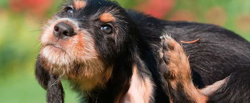 The Best Flea Treatments For Aussie Dogs – Our Vets Discuss.