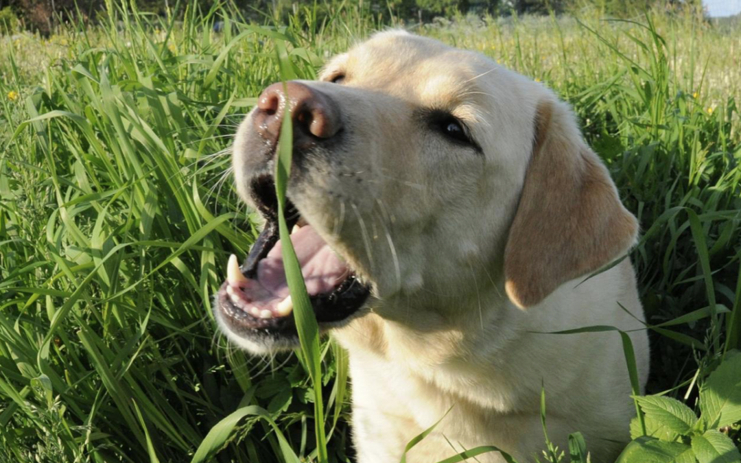 is it good for my dog to eat grass