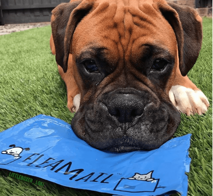 FleaMail protect large dogs for Fleas Ticks and Worms