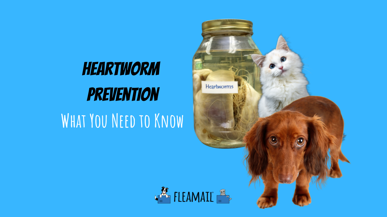 what are the first signs of heartworms in dogs