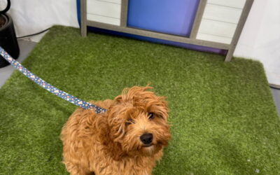 How to Protect Dogs from Fleas and Ticks