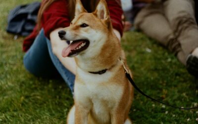 Dog Daycare Near Me: The Ultimate Guide for Pet Parents