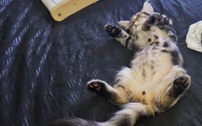 Flea Control for Cats at Home