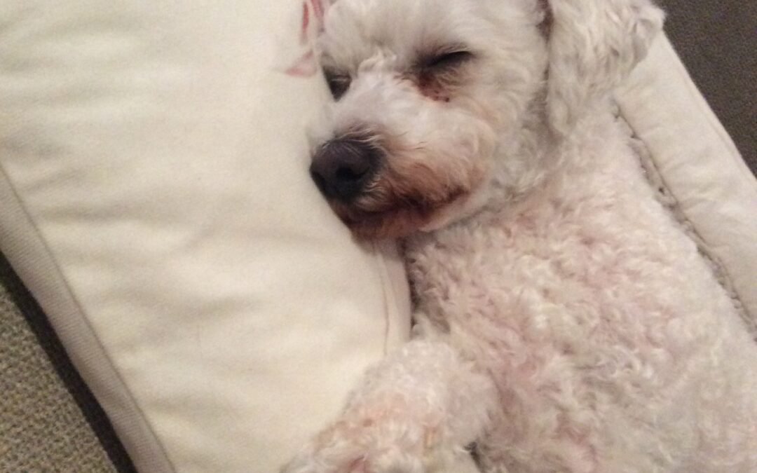 Natural Flea Treatment for Dogs: Safe, Effective & Chemical-Free Solutions