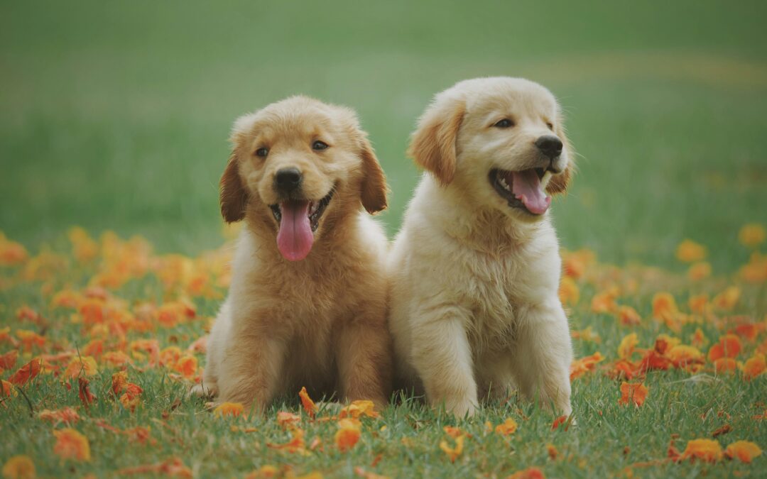 Pets Health: How to Keep Your Beloved Companions Safe and Healthy