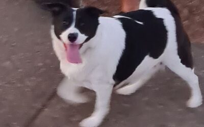 How Often to Worm Dogs – A Complete Guide for Aussie Pet Owners