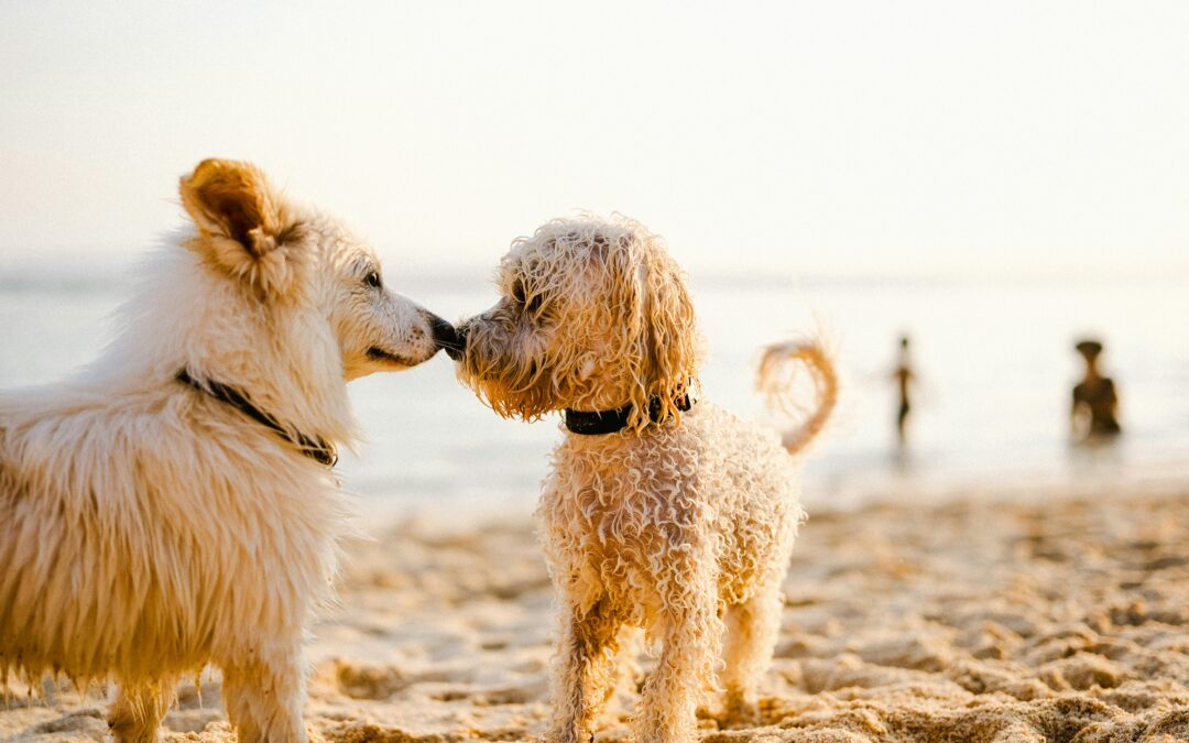 How to Protect Dogs from Fleas and Ticks