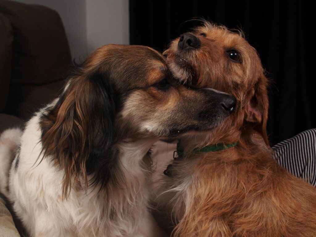 How to Protect Dogs from Fleas an