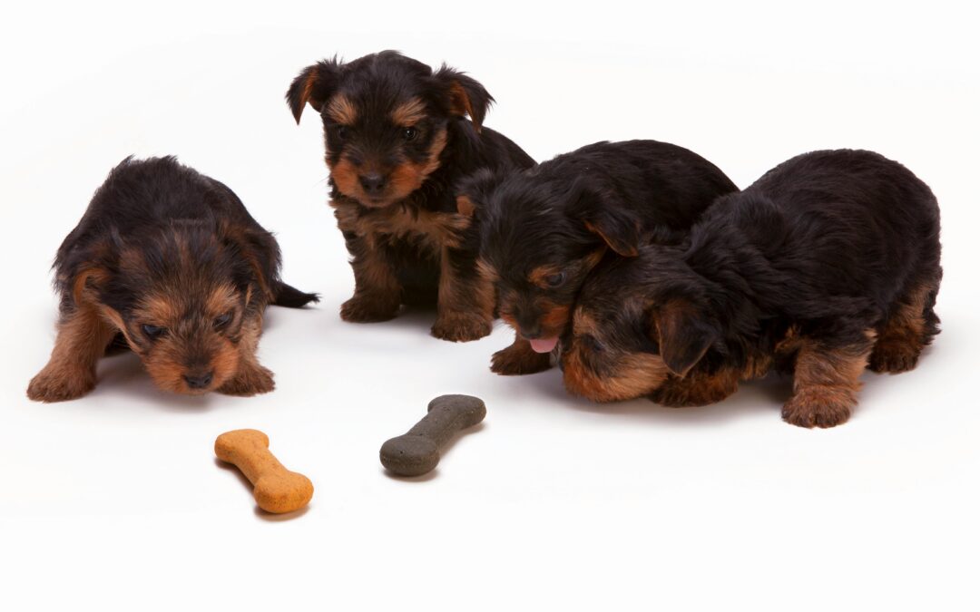 best dog food for active dogs
