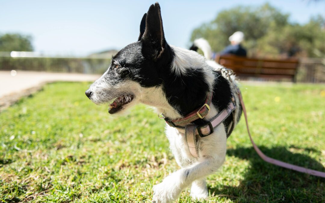 Best Dog Food for Allergies