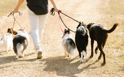 How to Improve Your Pet’s Health