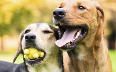 How to Keep Your Dog Safe from Snakes in Warmer Weather