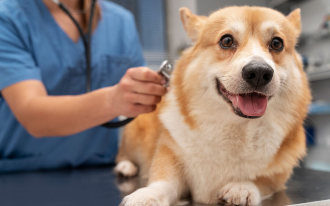 Tick Paralysis in Dogs and Cats: Symptoms, Treatment & Prevention
