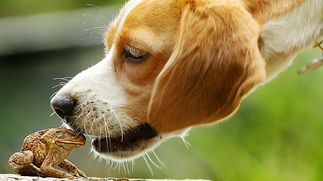 Cane toad and dog