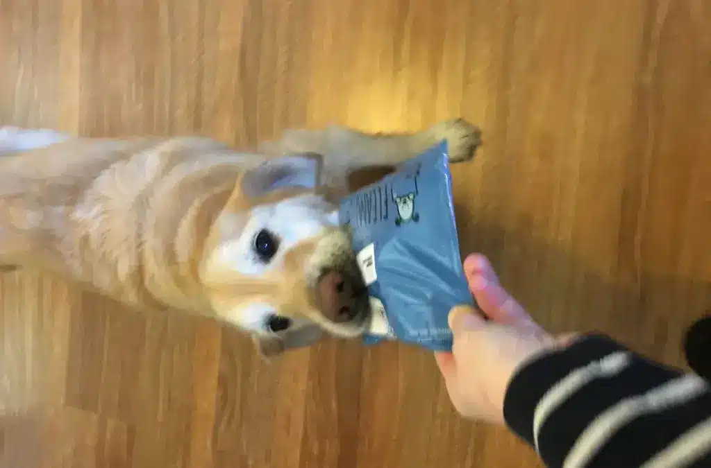 How to Make Good Bonding With Dogs: Expert Guide