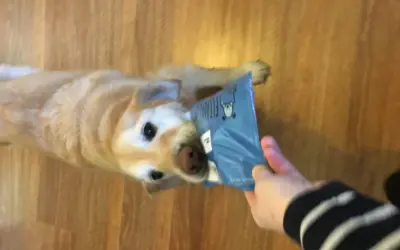 How to Make Good Bonding With Dogs: Expert Guide