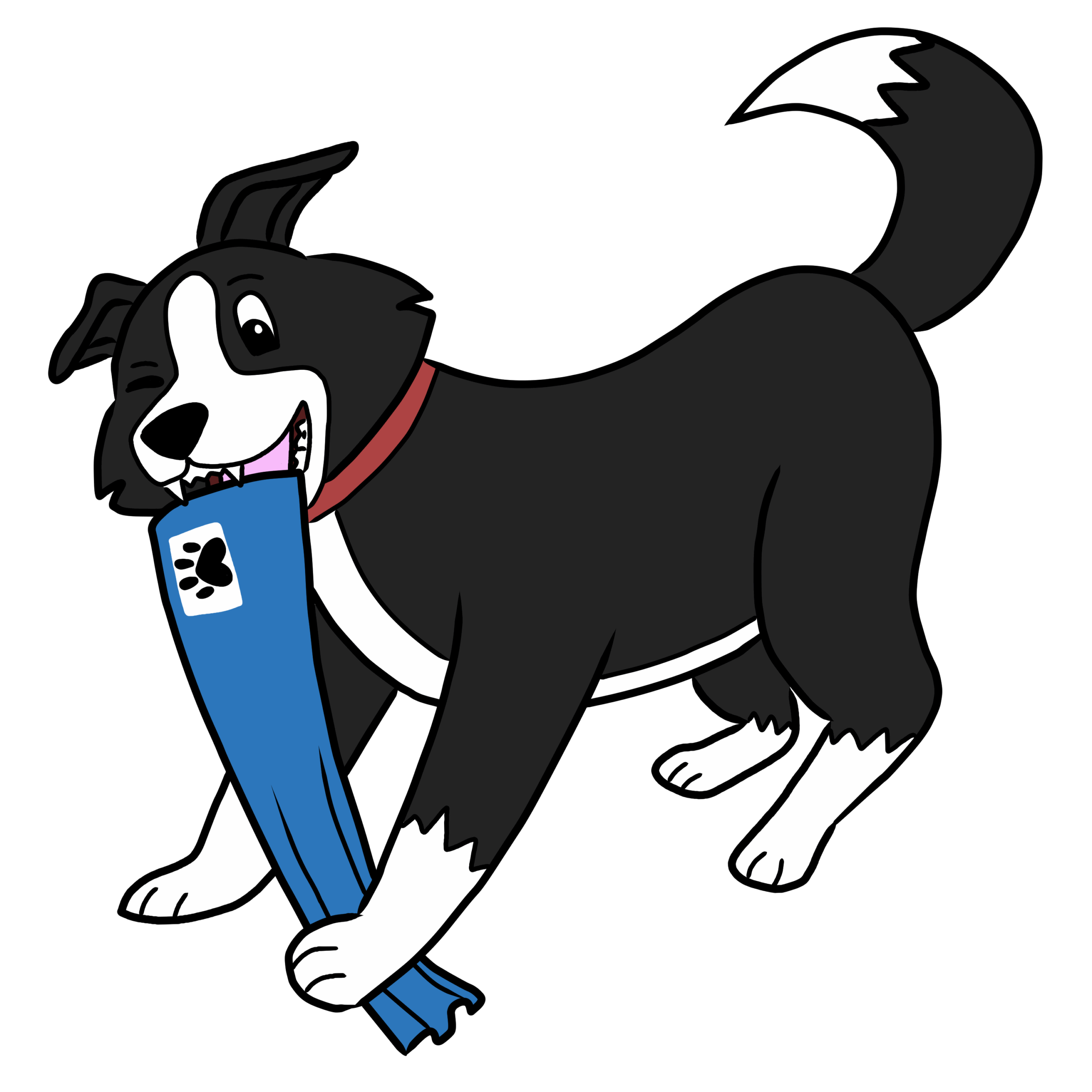 Dre playing with envelope Protect your labrador against Fleas, Tick & Worms with FleaMail