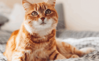 Cat Healthy Food | Nutrition & Protection with Fleamail Insurance