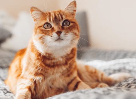 Cat Healthy Food | Nutrition & Protection with Fleamail Insurance