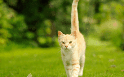 Cat Tail Signs | Understand Your Cat’s Behaviour with Fleamail
