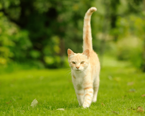 Cat Tail Signs | Understand Your Cat’s Behaviour with Fleamail