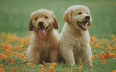 Dog Gut Health: Improve Digestion, Immunity & Happiness Naturally