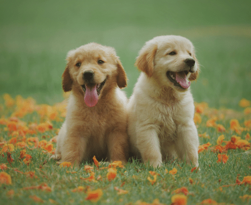 Dog Gut Health: Improve Digestion, Immunity & Happiness Naturally