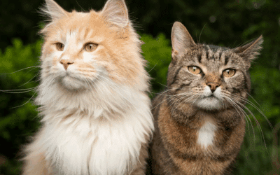 How to Improve Cat Health | Keep Your Cat Happy & Protected