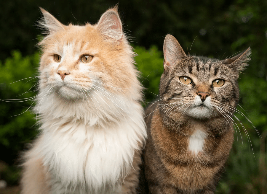 How to Improve Cat Health | Keep Your Cat Happy & Protected