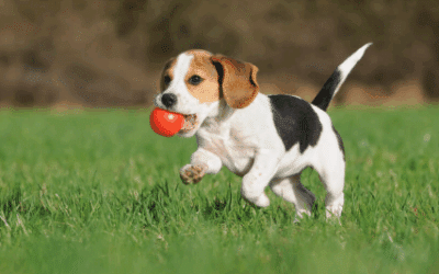 How to Improve Dogs Health Naturally | Protect Your Dog