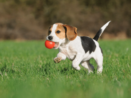 How to Improve Dogs Health Naturally | Protect Your Dog