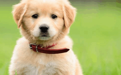 Parasites in Dogs Stool: Protection with Fleamail