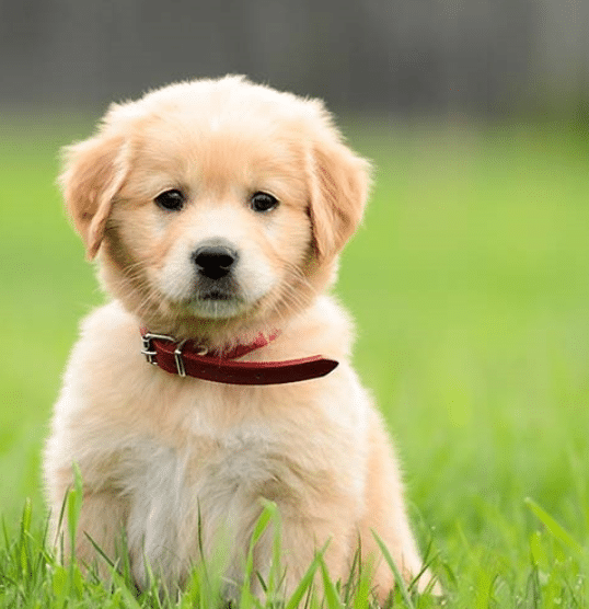 Parasites in Dogs Stool: Protection with Fleamail Insurance