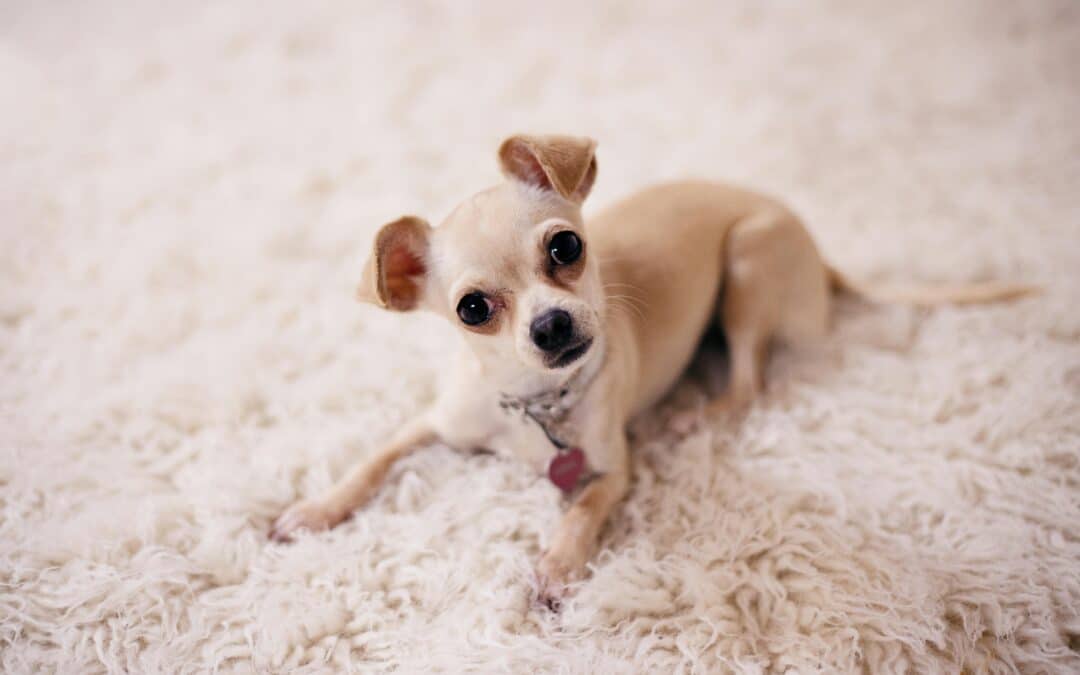 Toad Poisoning in Dogs Symptoms: What Every Pet Owner in Australia Must Know