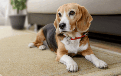 Toad Poisoning in Dogs Treatment | Protect Your Dog