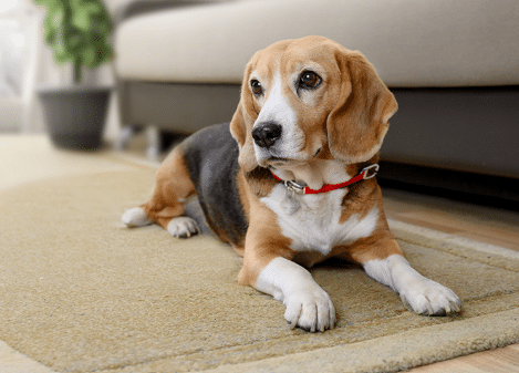Toad Poisoning in Dogs Treatment | Protect Your Dog