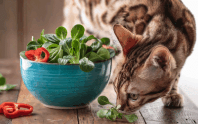 Vegetarian Cat Treats | Protect Your Cat with Fleamail