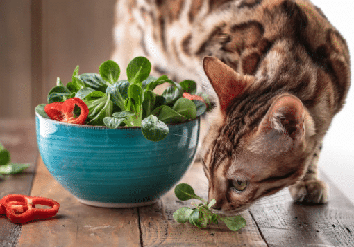 Vegetarian Cat Treats | Protect Your Cat with Fleamail