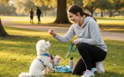 How to Train Dogs – Expert Dog Training Guide for Owners