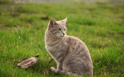 Cat Insurance Australia | Protect Your Cat with Fleamail Plans