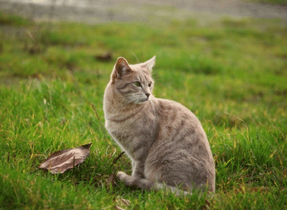 Cat Insurance Australia | Protect Your Cat with Fleamail Plans