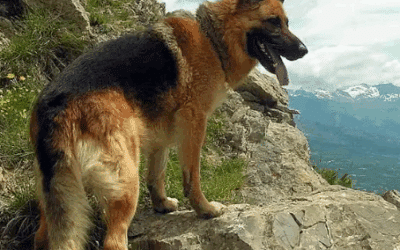 Dog Insurance Australia | Protect Your Dog with Fleamail Plans