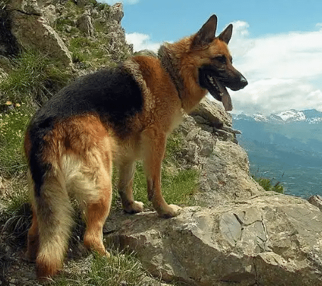 Dog Insurance Australia | Protect Your Dog with Fleamail Plans