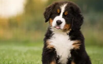 Frozen Dog Treats – Safe & Healthy Summer Snacks for Your Pet