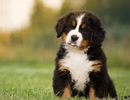 Frozen Dog Treats – Safe & Healthy Summer Snacks for Your Pet