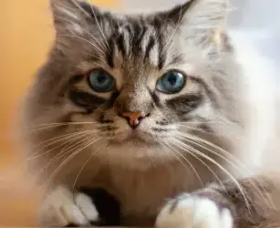 How to Treat Diarrhea in Cats – Causes, Remedies & Vet Help