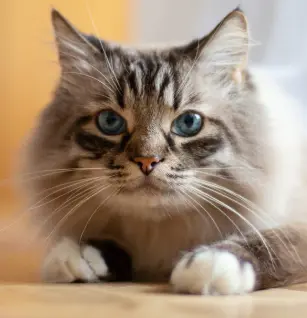 How to Treat Diarrhea in Cats – Causes, Remedies & Vet Help