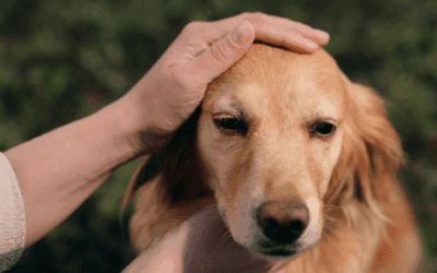 How to Care for Dogs – Expert Tips for a Healthy, Happy Dog