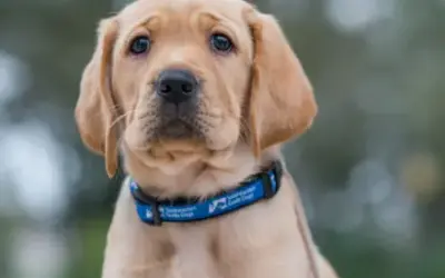 How to Treat Diarrhea in Dogs – Causes, Remedies & Vet Help