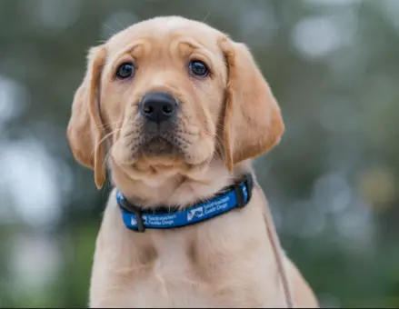Dog resting beside water bowl